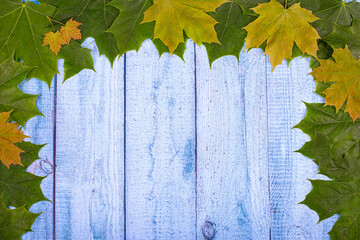 Wall Mural - autumn background, a frame of yellow-green maple leaves on an old blue wooden background. copy space