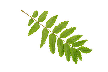 Wall Mural - Green acacia leaf close-up isolated on white background