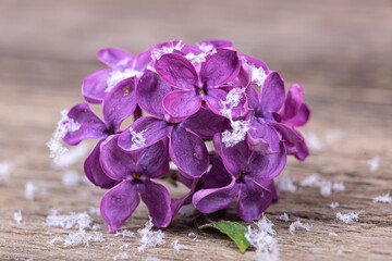 Wall Mural - Lilac flowers in the snow on a wooden background, macro photography