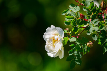 Wall Mural - a blooming rose on a rosehip bush on a sunny spring day, close-up