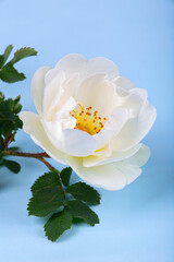 Wall Mural - Rosehip flower, white rose close-up on a blue background, macro photography