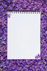 Wall Mural - white sheet of paper in purple lupin colors, copy space