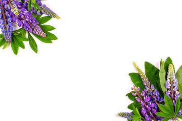 Wall Mural - Lupines on a white background, copy space