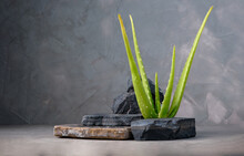 Green Aloe Vera Plant Herb With Dark Stone Podium Stage For Show Product On Concrete Wall Background With Copy Space, Display Product Stand
