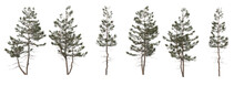 Shrubs And Trees On A White Background.