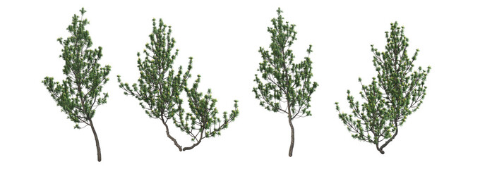 Shrubs and trees on a white background.