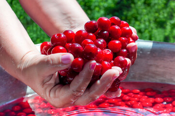 Wall Mural - lots of clean washed cherries in women's hands, harvesting, berries. High quality photo