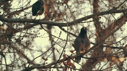 Poster - birds are sitting on tree branches