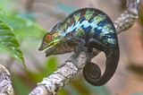 Fototapeta Zwierzęta - Chameleon Furcifer Pardalis,Madagascar nature