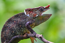 Chameleon Furcifer Pardalis,Madagascar Nature