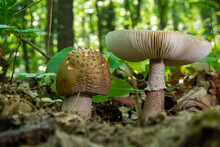 Two Young Mushrooms Grow In The Woods. Edible Blusher Fungi Amanita Rubescens