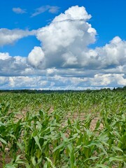 Poster - Corn field and blue sky