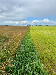 Poster - field and blue sky