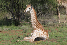 Kruger National Park, South  Africa: Young Giraffe Bull Resting