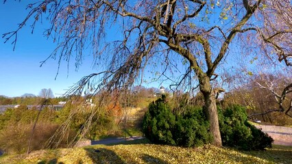 Canvas Print - The hilly landscape with spread tree, Kyiv Botanical Garden, Ukraine