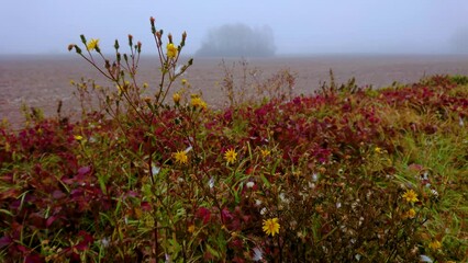 Sticker - The field milk thistle in a foggy field in autumn