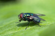 Macro of common green bottle fly seen from the side sitting on a leaf