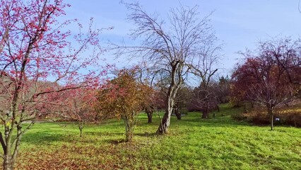 Sticker - Fruit garden panorama with Manchurian crab apple