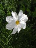 Fototapeta  - biały kwiat w zbliżeniu 