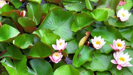 Canvas Print - Closeup of blooming Nymphaea Hollandia waterlilies