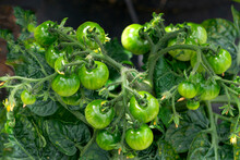 A Bunch Of Green Ripening Tomatoes On A Branch In A Greenhouse.