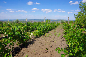 Vineyards with green vine bushes in the countryside of Trusheni in Moldova near Chisinau.