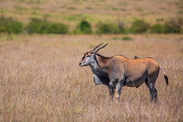 Wall Mural - common eland or eland antilope ( taurotragus oryx) bull on the savannah of the masai mara national r