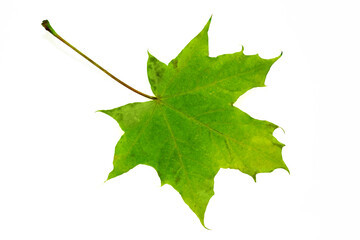 autumn fallen green maple leaf isolate on white background