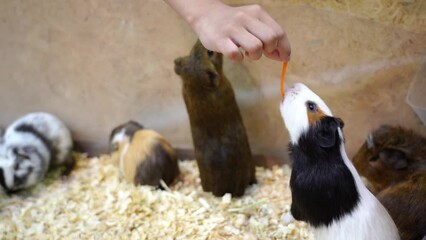 Wall Mural - Guinea pig friends on straw.