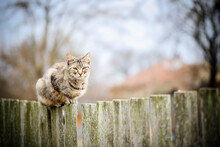 Mackerel Stripped Tabby Cat Sitting On An Old Wooden Fence On A Cold Fall Day, Watching The Surroundings From High . Atmospheric Photo