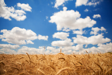 Yellow wheat field on the blue sky and white clouds background. Countryside view. Freedom and carefree concept. Nature beauty, blue cloudy sky and colorful field with golden wheat.