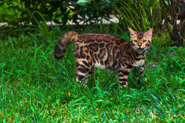 Wall Mural - Beautiful young bengal cat in the garden