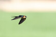 Roodstuitzwaluw, Red-rumped Swallow, Cecropis daurica
