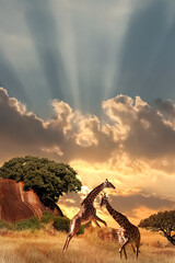 Fototapete - Giraffes in the African savanna at sunset. Serengeti National Park. Tanzania. Africa.