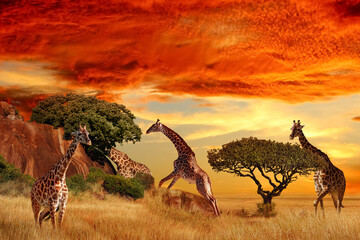 Wall Mural - giraffes in the african savanna at sunset. serengeti national park. tanzania. africa.