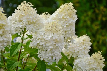 Wall Mural - Luxury bush white paniculata hydrangeas variety Lime Light on the background of the garden.
