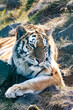 The Amur tiger. The Ussuri tiger. Panther tigris tigris. Panthera tigris altaica.