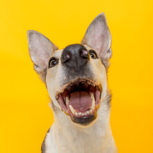 Studio Shot Of A Happy Adult Mixed Breed Dog
