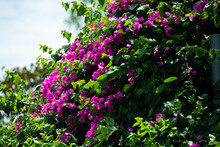 Variety Of Colorful Bougainvilleas In Full Bloom