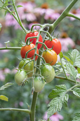 Wall Mural - Cherry tomoatoes on the vine in a garden