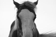 Bald Face Colt Horse In Black And White On Ranch, Isolated Against Background.
