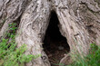 © Viktor Koldunov - Tree hollow. Close up view on damaged tree
