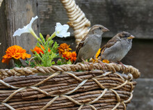 House Sparrows, Adult And Cute Baby Chick Fledgling "Passer Domesticus". Two Birds Beside Colorful Flowers In Garden Basket. Dublin, Ireland