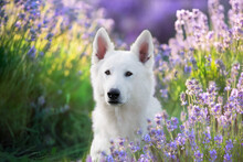 White Swiss Shepherd Dog On  Lavanda Flowers