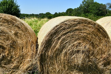 Wall Mural - Hay Bales by a Corn Field