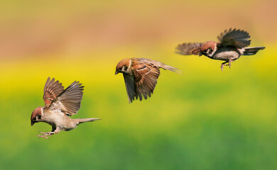 Poster - birds in flight