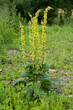 Common mullein - pale yellow flowers of verbascum nigrum plant in the medicinal garden.