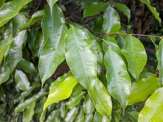 Gaharu Plants (Aquilaria malaccensis) in the morning