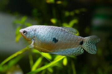 Wall Mural - healthy adult three spot gourami, popular ornamental fish, feeler-like ray on pelvic fin, animal on sale in aqua market, LED low light planted background, easy to keep pet for beginners, shallow dof