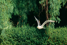 A Flying Seagull With Wings Wide Open Against A Green Background.